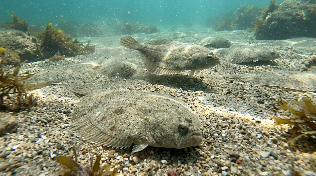 La pesca del Lenguado